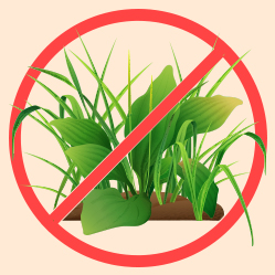 علف‌های هرز